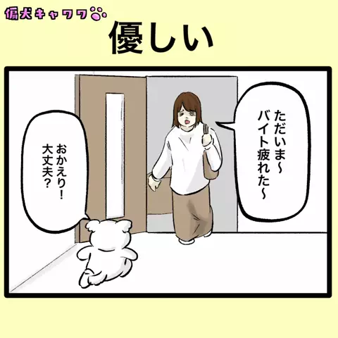 偏犬キャワワのTikTok投稿