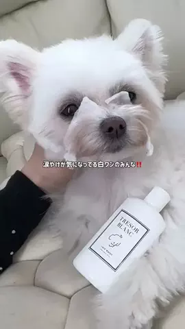 ポメマルのベポしゃんのTikTok投稿
