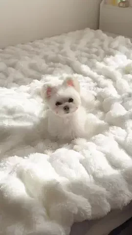 ポメマルのベポしゃんのTikTok投稿