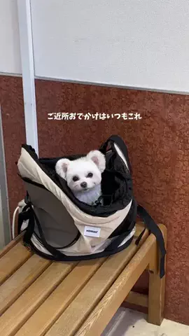ポメマルのベポしゃんのTikTok投稿