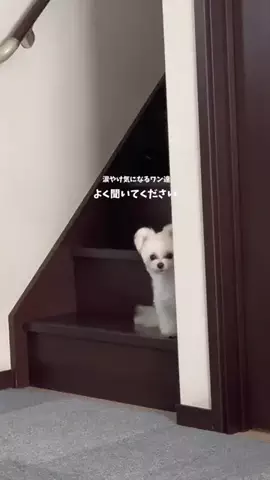 ポメマルのベポしゃんのTikTok投稿