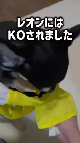レオンママ🌻🐯｜バズ商品紹介のTikTok投稿
