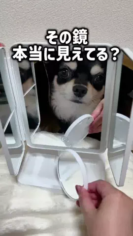 レオンママ🌻🐯｜バズ商品紹介のTikTok投稿