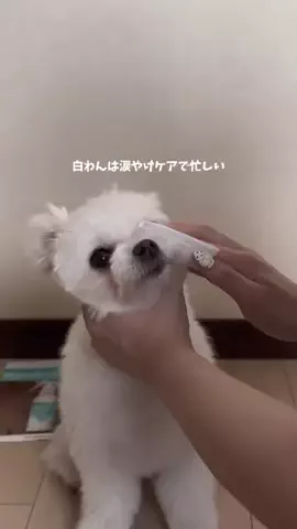 ポメマルのベポしゃんのTikTok投稿