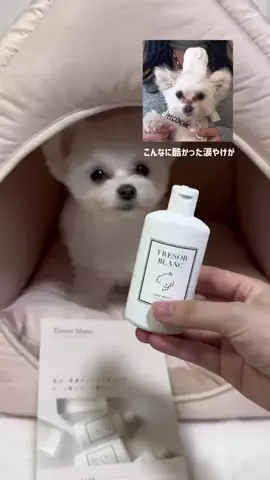 ポメマルのベポしゃんのTikTok投稿