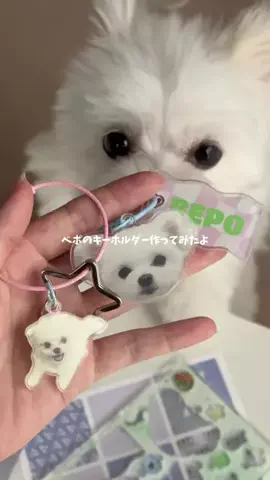 ポメマルのベポしゃんのTikTok投稿