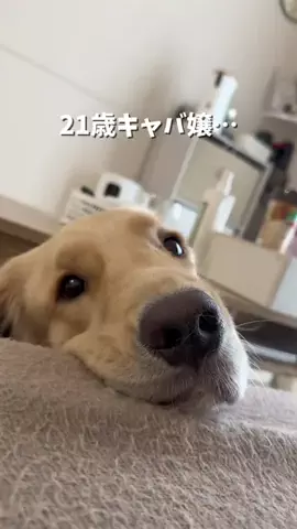 おにゅこじハウスのTikTok投稿