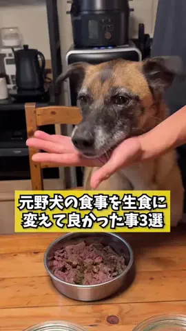 元野犬のアキのTikTok投稿