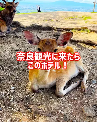グルメちゃんの旅のTikTok投稿