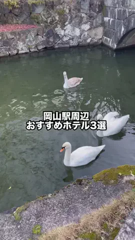 グルメちゃんの旅のTikTok投稿