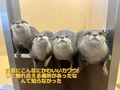 たび先生のTikTok投稿