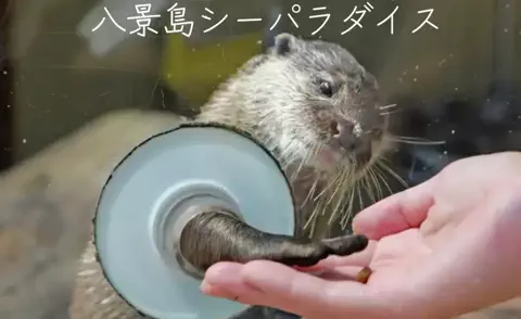 たび先生のTikTok投稿