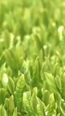 NewsTVのTikTok投稿