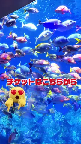 あおちゃ－ん🍇aochanのTikTok投稿