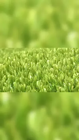 NewsTVのTikTok投稿