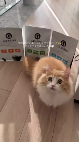 きょうのいなり。のTikTok投稿