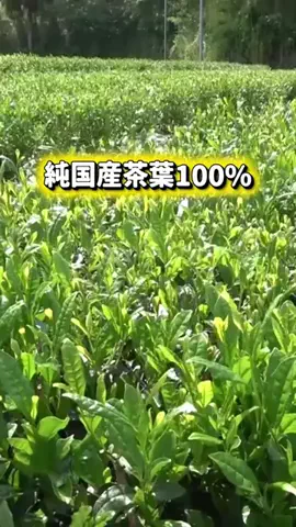 NewsTVのTikTok投稿