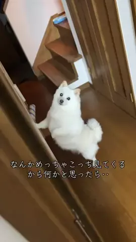 bellaver🐻‍❄️のTikTok投稿
