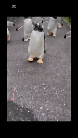 おでかけライフのTikTok投稿