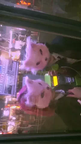 meme cult／ミームカルトのTikTok投稿