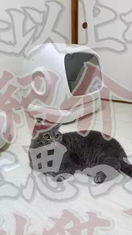 ねこある｜猫との暮らしあるあるのTikTok投稿