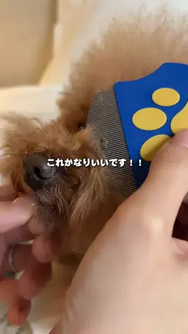 シャルルのTikTok投稿