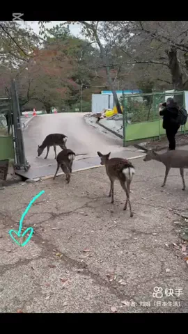 おでかけライフのTikTok投稿