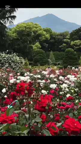 おでかけライフのTikTok投稿