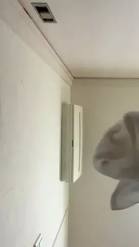 🐸けろちゃん🐸のTikTok投稿