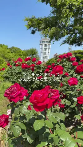 みぽ🌞心震える旅の記録のTikTok投稿