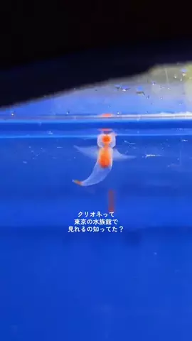 みぽ🌞心震える旅の記録のTikTok投稿