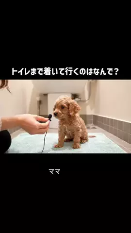 犬猫総合製薬株式会社のTikTok投稿