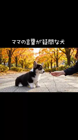 犬猫総合製薬株式会社のTikTok投稿