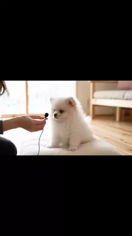 犬猫総合製薬株式会社のTikTok投稿