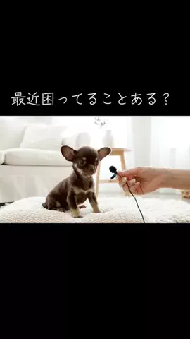 犬猫総合製薬株式会社のTikTok投稿