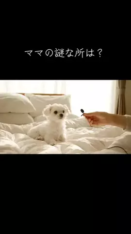 犬猫総合製薬株式会社のTikTok投稿