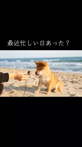 犬猫総合製薬株式会社のTikTok投稿