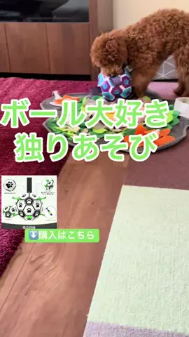 ちーちゃん🎀2匹のわんことハッピー人生のTikTok投稿