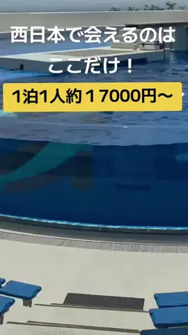 🍓いちご🍓旅ガイドのTikTok PR投稿：須磨シーワールドで遊んだあとはお隣のホテルへ 🐬も見…
