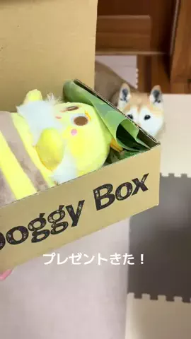 いぬのTikTok投稿
