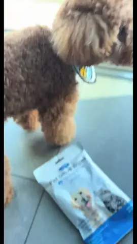 グレン君🐶トイプ🐶Hi i'm GLEN🐶のTikTok投稿