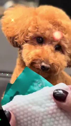 グレン君🐶トイプ🐶Hi i'm GLEN🐶のTikTok投稿