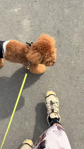 グレン君🐶トイプ🐶Hi i'm GLEN🐶のTikTok投稿