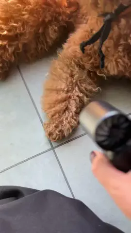 グレン君🐶トイプ🐶Hi i'm GLEN🐶のTikTok投稿
