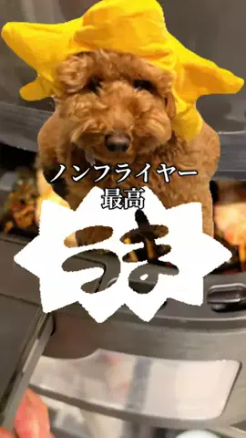 グレン君🐶トイプ🐶Hi i'm GLEN🐶のTikTok投稿