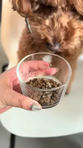 グレン君🐶トイプ🐶Hi i'm GLEN🐶のTikTok投稿