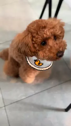 グレン君🐶トイプ🐶Hi i'm GLEN🐶のTikTok投稿