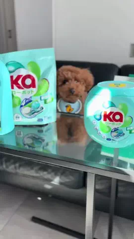 グレン君🐶トイプ🐶Hi i'm GLEN🐶のTikTok投稿