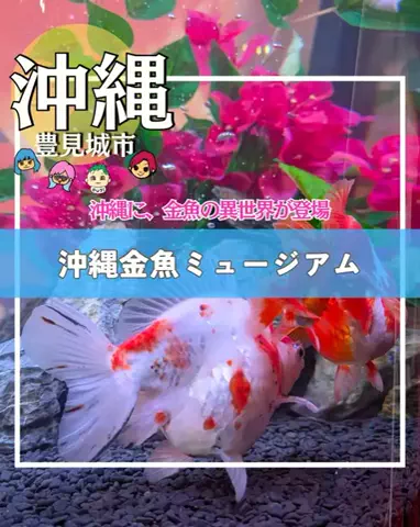 ちむどんぐらむ×しんごぉ↑↑のTikTok投稿