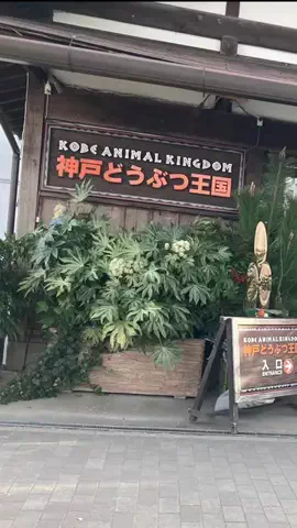 atutok74のTikTok投稿